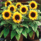 19USD Prodgf 6000Pcs A Set Sunflower graines fleurs  SEED