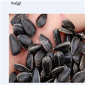 19USD Prodgf 6000Pcs A Set Sunflower graines fleurs  SEED