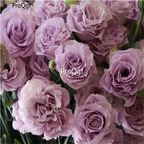 19usd Prodgf 30000Pcs A Set four seasons sowing EUSTOMA seed