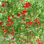 19usd Prodgf 8000Pcs A Set Tree Tomato Tree semillase verduras seed