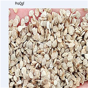 19usd Prodgf 8000Pcs A Set Tree Tomato Tree semillase verduras seed