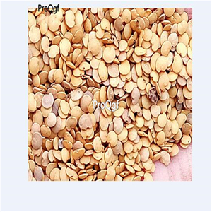 19usd Prodgf 6000Pcs A Set Purple Ink Long Eggplant seed