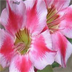 60usd Prodgf 5Pcs A Set Clove Pink Super Packed Desert Rose plant