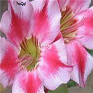 60usd Prodgf 5Pcs A Set Clove Pink Super Packed Desert Rose plant