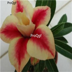 Prodgf 5Pcs A Set  new rare Peach Crispy Noodles Adenium  Desert Rose