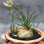 18usd ngryise 3pcs Albuca humilis plant