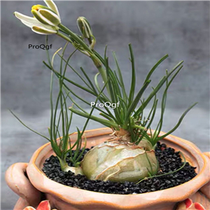 18usd ngryise 3pcs Albuca humilis plant