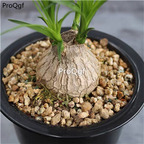 18usd prodgf 3pcs Beaucarnea recurvata plant