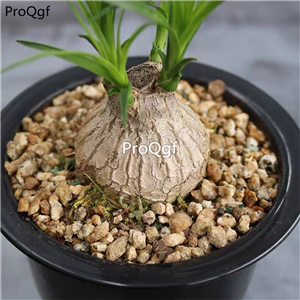18usd prodgf 3pcs Beaucarnea recurvata plant