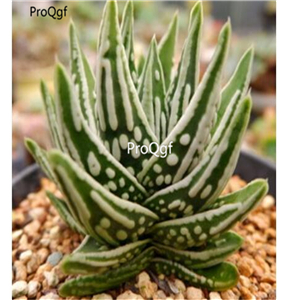 29usd Ngryise 2Pcs A Set aloe tianshizhilei plant