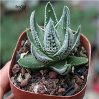 29usd Ngryise 2Pcs A Set aloe huangdi plant