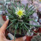 18usd Ngryise 3Pcs A Set Phyllobolus resurgens plant