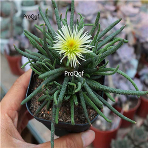 18usd Ngryise 3Pcs A Set Phyllobolus resurgens plant