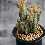 29usd ngryise 2pcs shamolvzhou plant succulent