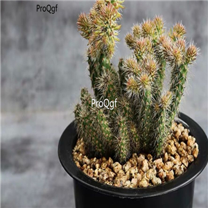 29usd ngryise 2pcs shamolvzhou plant succulent