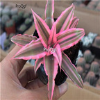 18usd Ngryise 10Pcs A Set pink air fern wucai fengli plant