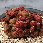 69usd Ngryise 1Pcs A Set Echeveria Takasago No Okina zhuihua plant