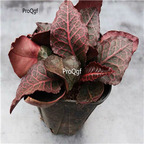 59usd Ngryise 1Pcs A Set Euphorbia francoisii var.francoisii plant