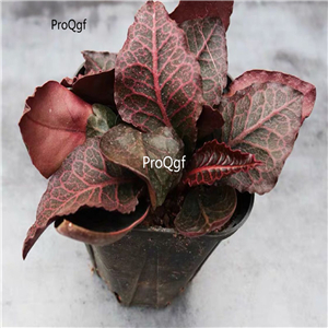 59usd Ngryise 1Pcs A Set Euphorbia francoisii var.francoisii plant