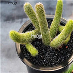 29usd Ngryise 3Pcs A Set Stapelianthus pilosus plant