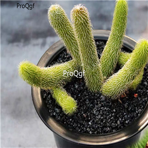 29usd Ngryise 3Pcs A Set Stapelianthus pilosus plant