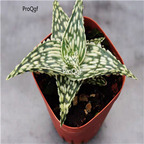 39usd Ngryise 2Pcs A Set leopard spot aloe plant