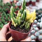 19usd Ngryise 3Pcs A Set wanchongshan plant