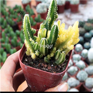 19usd Ngryise 3Pcs A Set wanchongshan plant