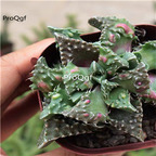 19usd Ngryise 3Pcs A Set  aucaria tuberculosa plant