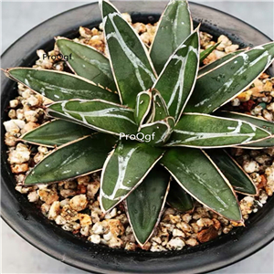 29usd Ngryise 2Pcs A Set aloe shizhixue plant