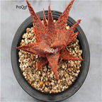 28usd Ngryise 2Pcs A Set red spot aloe plant