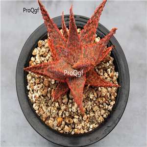 28usd Ngryise 2Pcs A Set red spot aloe plant