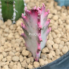 19usd Ngryise 3Pcs A Set caiqilin succulent plant