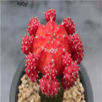 29usd Prodgf 3Pcs A Set red like sun succulent plant