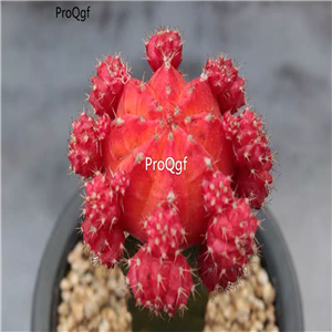 29usd Prodgf 3Pcs A Set red like sun succulent plant