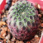 19usd Prodgf 3Pcs A Set  Sulcorebutia rauschii plant