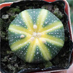 39usd Prodgf 3Pcs A Set xingdou rare plant
