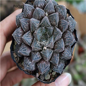 39usd Prodgf 3Pcs A Set xiaoyeloulan haworthia rare plant