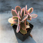 19usd Prodgf 3Pcs A Set hudiezhijin plant