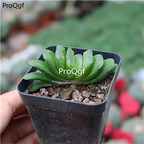 19usd Prodgf 3Pcs A Set lvyushan haworthia plant