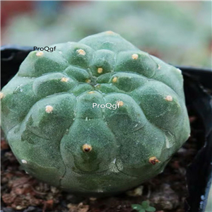 19usd Prodgf 3Pcs A Set qixianyu plant