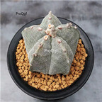 39usd Prodgf 3Pcs A Set astrophytum many series plant