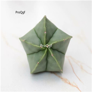 39usd Prodgf 3Pcs A Set astrophytum many series plant