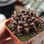 19usd Prodgf 3Pcs A Set dark devil color feimudan plant