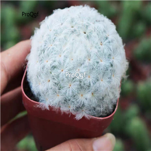 19usd Prodgf 5Pcs A Set white snow baixing rare plant