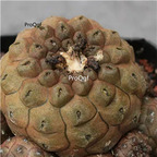 39usd Prodgf 2Pcs A Set youxianren rare plant