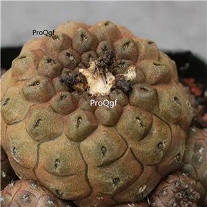 39usd Prodgf 2Pcs A Set youxianren rare plant