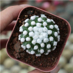 19usd Prodgf 5Pcs A Set mingri xiangji plant