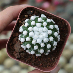 19usd Prodgf 5Pcs A Set mingri xiangji plant