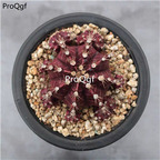 39usd Prodgf 3Pcs A Set rare color zimudan plant